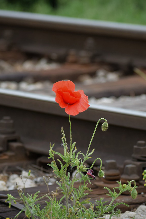 one red poppy 5183080 1280
